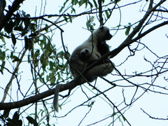 Propithecus coquereli