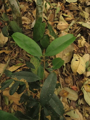 Calophyllum