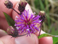 Vernonia glauca
