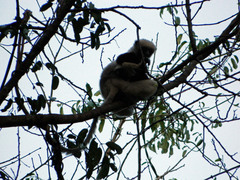 Propithecus coquereli