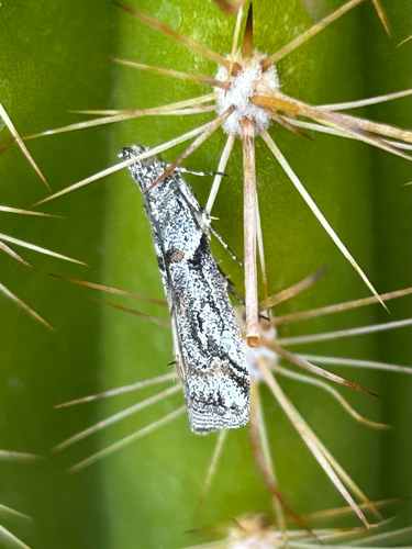 Olybria furciferella