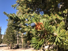 Pinus balfouriana austrina