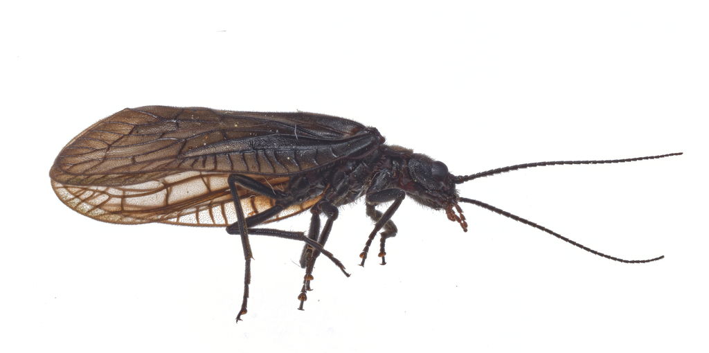 Sialis vagans