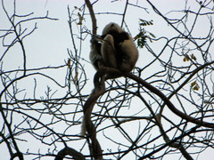 Propithecus coquereli