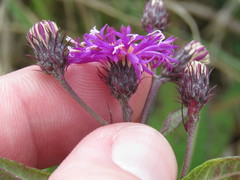 Vernonia glauca