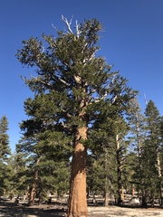 Pinus balfouriana austrina