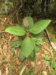 Meriania macrophylla