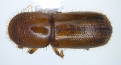 Xyleborus affinis