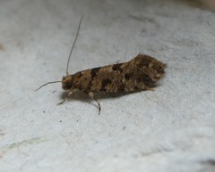 Parochmastis hilderi