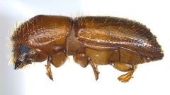 Xyleborus affinis