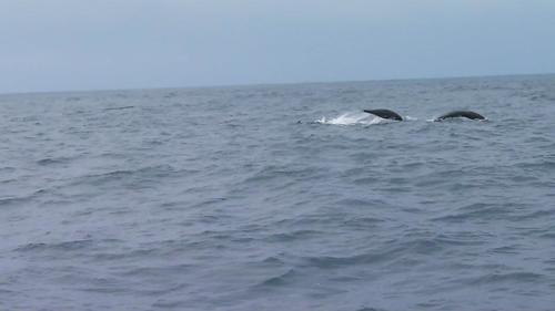 Northern Right Whale Dolphin