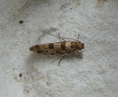 Parochmastis hilderi