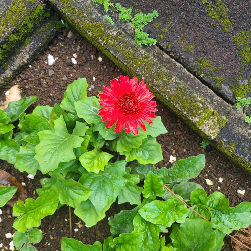 Gerbera jamesonii observed 2025-06-19