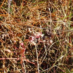 Atriplex dioica