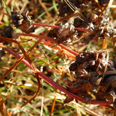 Atriplex dioica