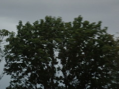 Magnoliopsida