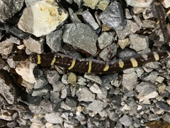 Ambystoma annulatum