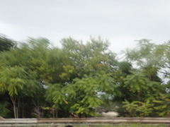 Ailanthus altissima