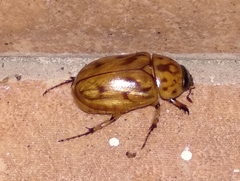 Cyclocephala lunulata