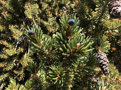 Pinus balfouriana austrina