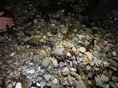 Ambystoma annulatum