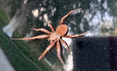 Araneidae