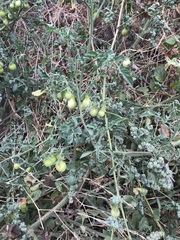 Solanum lycopersicum lycopersicum