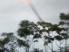 Ailanthus altissima