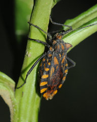 Spartocera pantomima