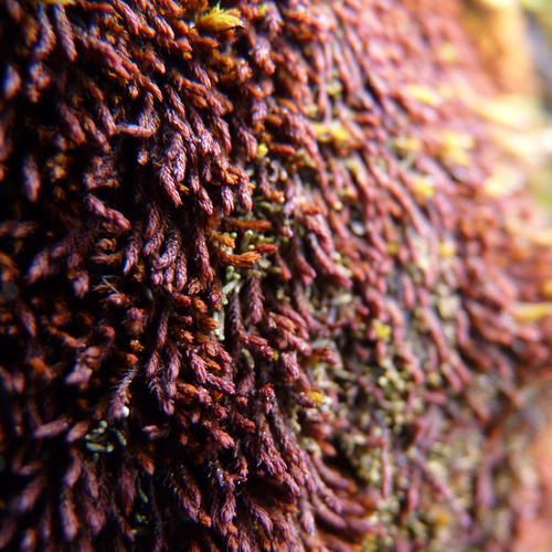 Andreaea rupestris