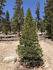 Pinus balfouriana austrina