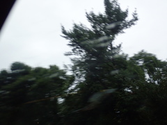 Pinus strobus