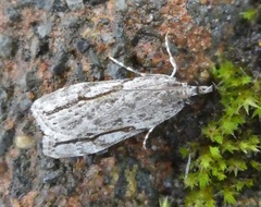 Eudonia bisinualis