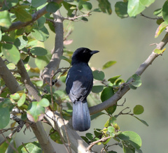 Laniarius funebris