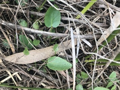 Liparophyllum exaltatum