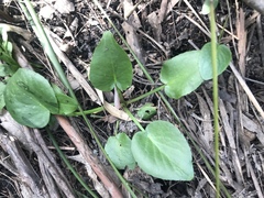 Liparophyllum exaltatum