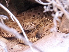 Crotalus oreganus concolor