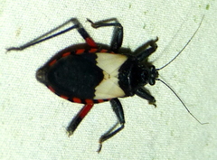Microtomus purcis