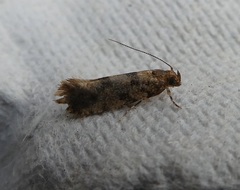 Parochmastis hilderi