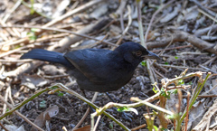 Laniarius funebris