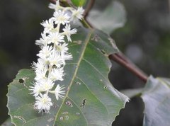 Homalium cochinchinense