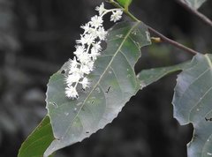 Homalium cochinchinense