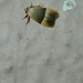 Lepidoptera