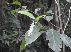Homalium cochinchinense