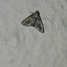 Pyralidae