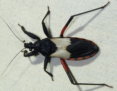 Microtomus purcis