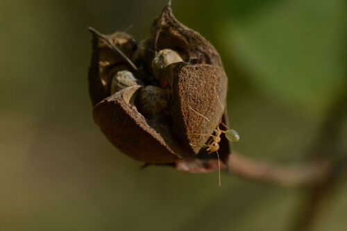 Thespesia thespesioides observed 2025-06-14