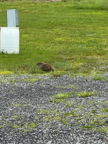 Groundhog photographed in West Virginia