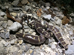 Ambystoma annulatum