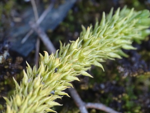 Image of Mountain Firmoss (Huperzia appressa) by no rights reserved